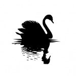 Cisne negro para el Hábitat
